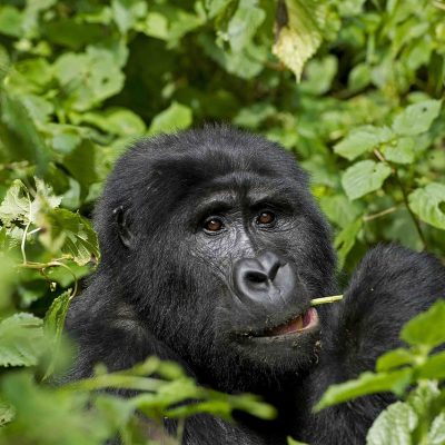 gorilla-6781095_1280