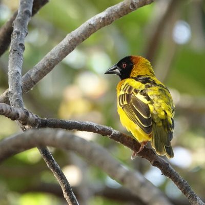wildlife-3177221_1280