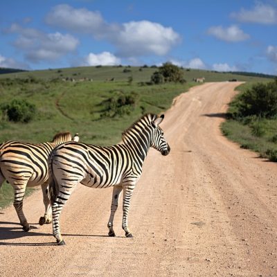 zebra-3564956_1280
